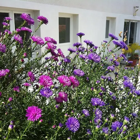 House St Pee Sur Nivelle