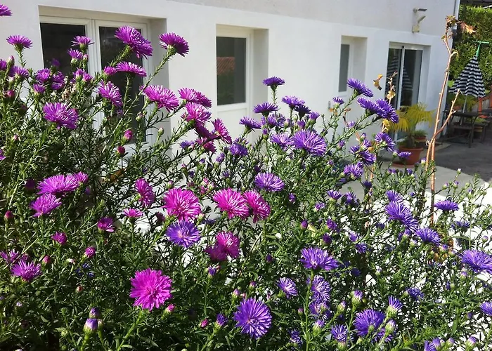 House St Pee Sur Nivelle